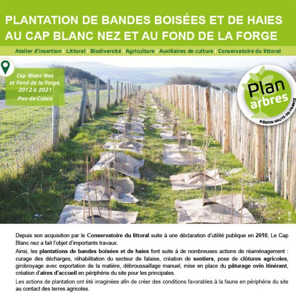 Plan-Arbre -fiches de pratiques exemplaires : plantation de bandes boisées et de haies Image de prévisualisation